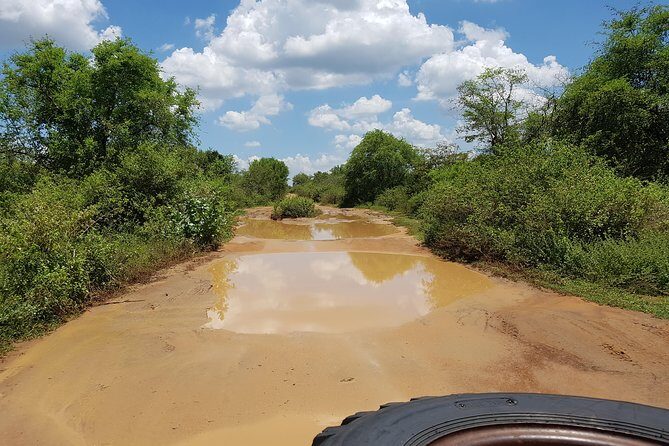 Udawalawe National Park Safari trip from Galle/Mirissa/Ella - Key Points