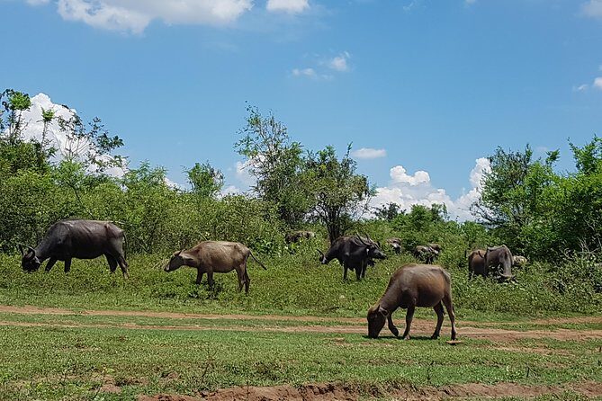 Udawalawe National Park Safari trip from Galle/Mirissa/Ella - Practical Tips for Your Safari