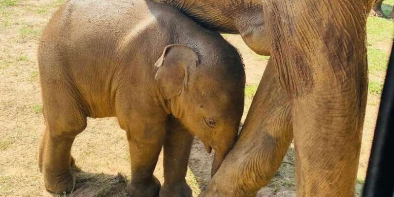 Udawalawe National Park: Safari with Experienced Driver - Key Points