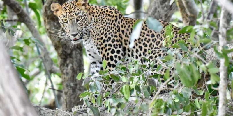 Udawalawe National Park: Safari with Experienced Driver - A Practical Look at the Udawalawe Safari