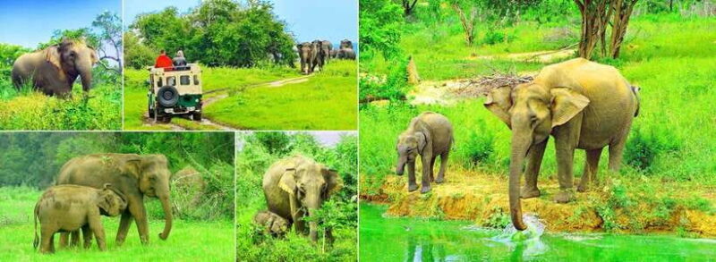 "Udawalawe National Park Safari with Pickup & Drop-off" - Key Points
