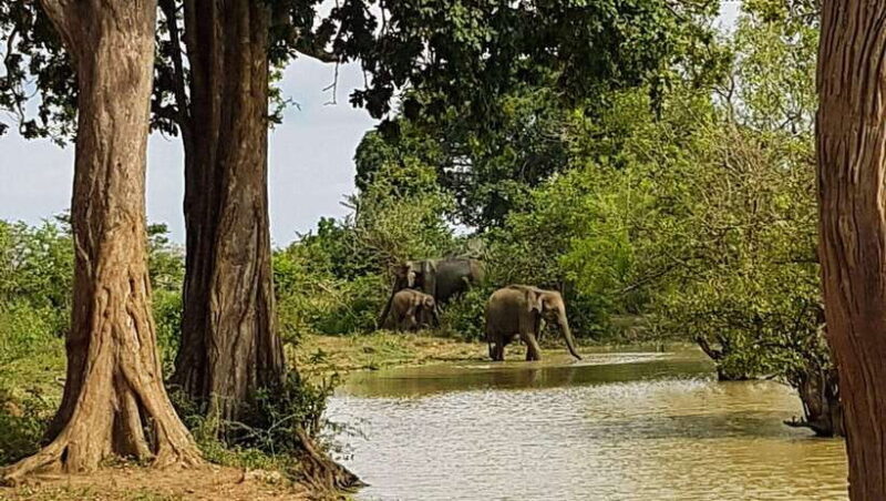"Udawalawe National Park Safari with Pickup & Drop-off" - The Wildlife Experience: Authentic and Educational