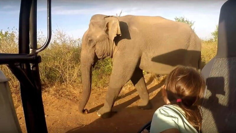 "Udawalawe National Park Safari with Pickup & Drop-off" - Final Thoughts: Who Will Enjoy This?
