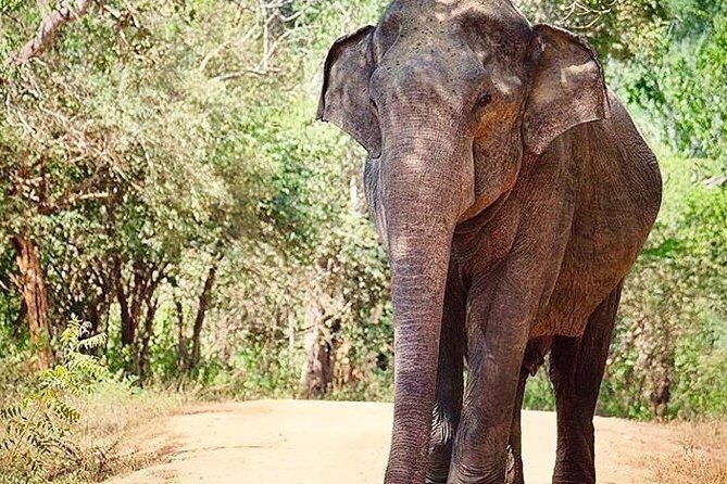 Udawalawe National Park Safari with Private Driver-Jeep and Enter ticket - Who Should Book This Tour?