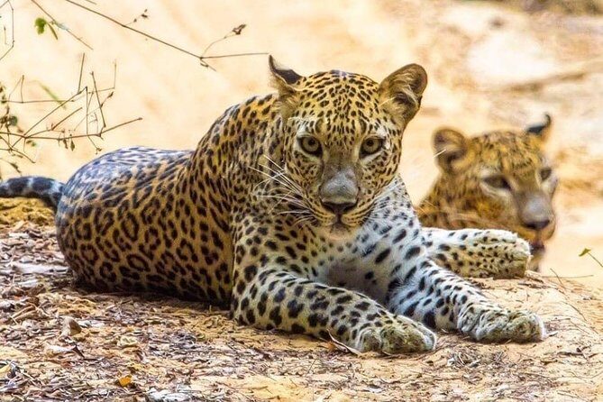 Udawalawe National Park Safari with Private Driver-Jeep and Enter ticket - FAQ (Frequently Asked Questions)