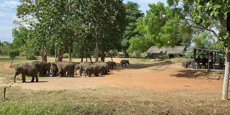 Udawalawe National Park Wildlife Safari from Galle - Is This Tour Worth the Price?