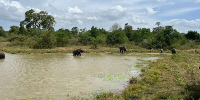 Udawalawe National Park Wildlife Safari from Galle - Final Thoughts