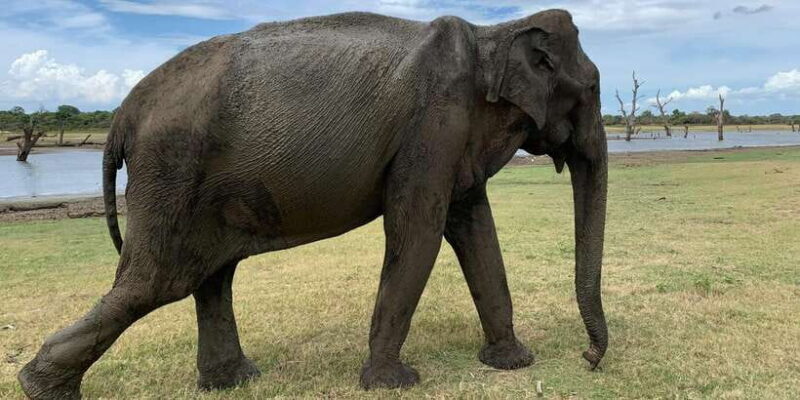 Udawalawe National Park Wildlife Safari from Galle - FAQ