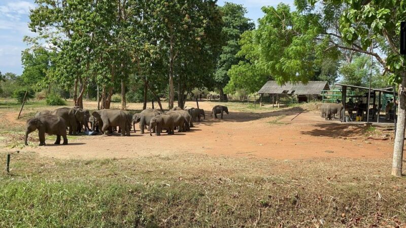 Udawalawe National Park Wildlife Safari from Hambantota Port - FAQs