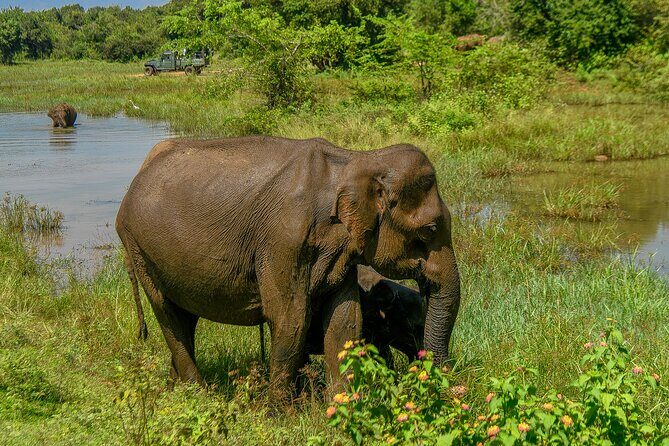 Udawalawe National Park Wildlife Safari Tours - The Sum Up: Is it Worth It?
