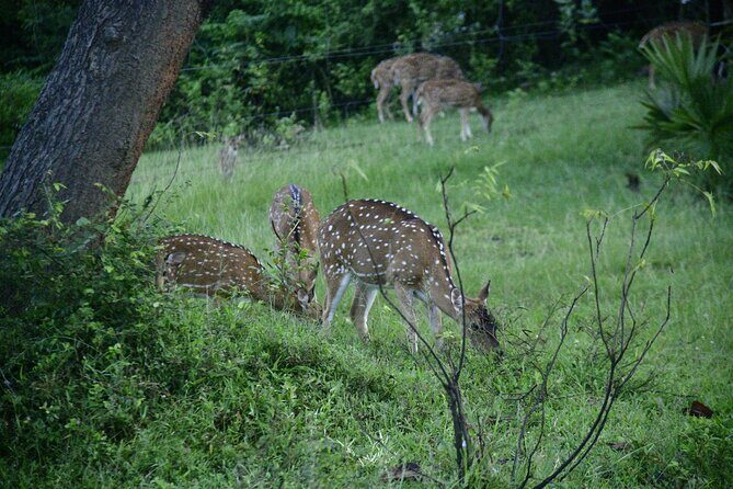 Udawalawe National Park Wildlife Safari Tours - FAQ