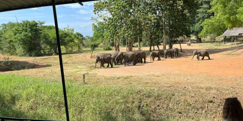 Udawalawe National park with Safari jeep & Entrance ticket - An In-depth Look at the Udawalawe Safari Experience