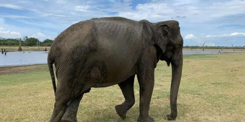 Udawalawe National park with Safari jeep & Entrance ticket - FAQ