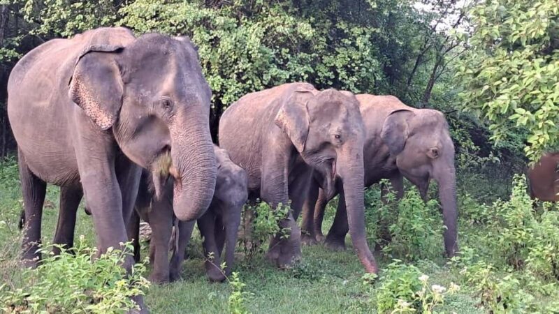 Udawalawe: Private Safari with Picnic and Hotel Pickup - Key Points