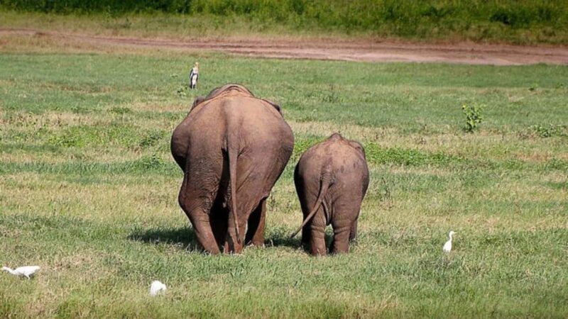 Udawalawe: Private Safari with Picnic and Hotel Pickup - An Honest Look at the Udawalawe Private Safari with Picnic