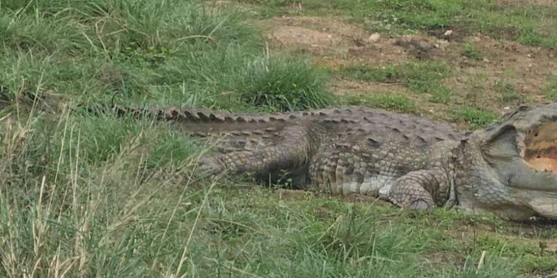 Udawalawe Safari Day Tour From Bentota/Aluthgama/Ahungalla - Overview