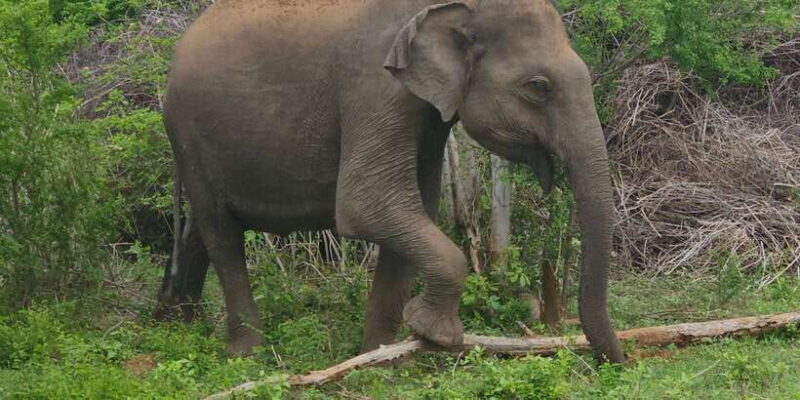 Udawalawe Safari Day Tour From Bentota/Aluthgama/Ahungalla - Who Is This Tour Best For?