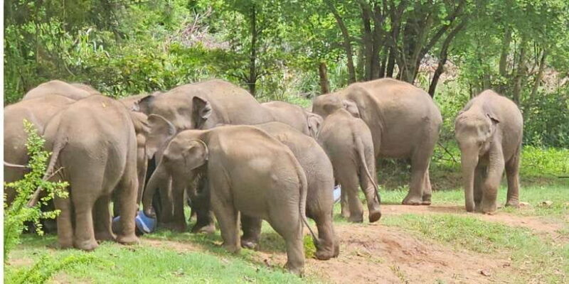 Udawalawe Safari Day Tour From Bentota/Aluthgama/Ahungalla - Exploring the Tour in Detail