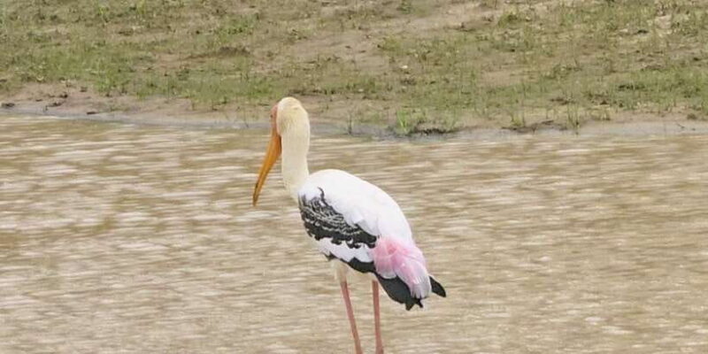 Udawalawe Safari Day Tour From Bentota/Aluthgama/Ahungalla - Value and Practical Considerations