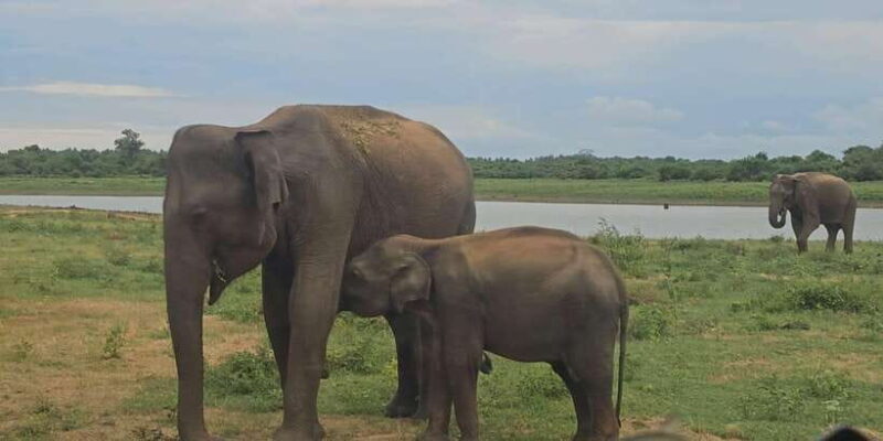 Udawalawe Safari Day Tour From Bentota/Aluthgama/Ahungalla - Final Thoughts