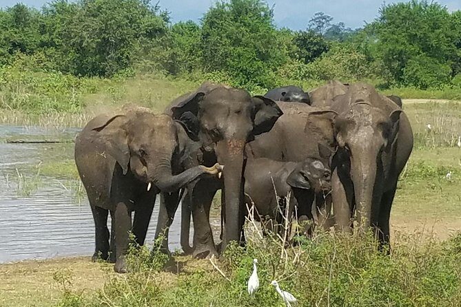 Udawalawe Safari Day Tour from Bentota and its' surrounding areas - Exploring Udawalawe National Park from Bentota