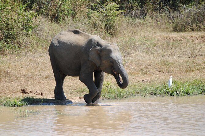 Udawalawe Safari Day Tour from Bentota and its' surrounding areas - FAQs