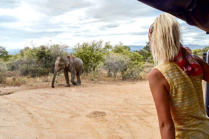 Udawalawe Safari Day Trip from South Region & Transfer to Ella - The Experience in Detail