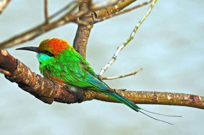 Udawalawe Safari Day Trip with Return Transport - All Inclusive - Frequently Asked Questions