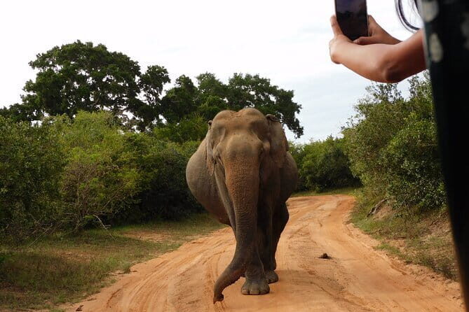 Udawalawe Safari & Elephant Orphanage visit from Hambantota port - Who Will Love This Tour?