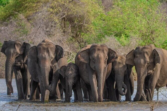 Udawalawe Safari & Elephants Orphanage tour from Hambantota port - Exploring the Udawalawe Safari & Elephants Orphanage Tour in Detail