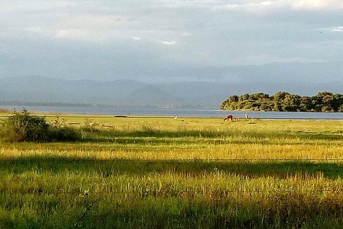 Udawalawe Safari - Private & Customize Tour - Key Points