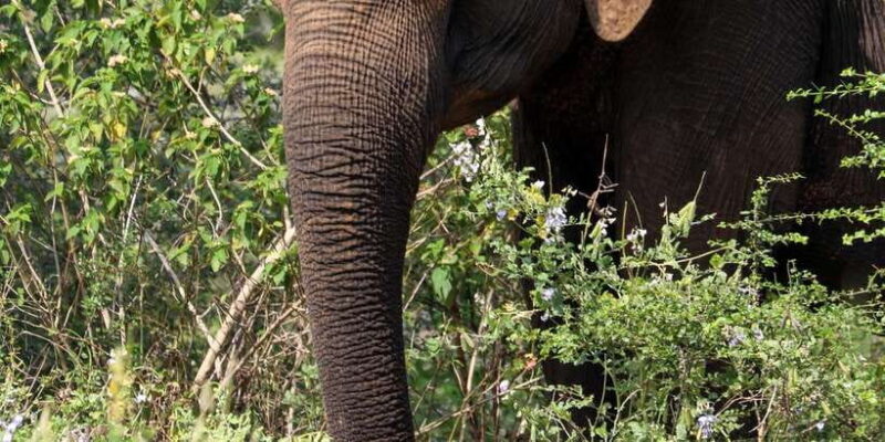 Udawalawe Safari | PRIVATE TOUR - Key Points