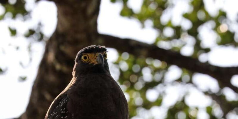 Udawalawe Safari | PRIVATE TOUR - Why This Safari Is Worth Considering