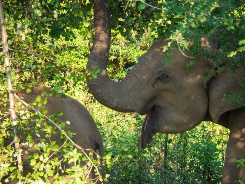 Udawalawe Safari | PRIVATE TOUR - The Sum Up: Is This Tour Right for You?
