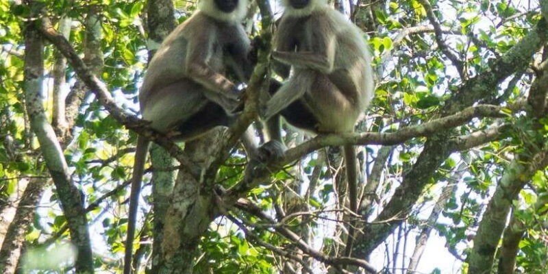 Udawalawe Safari | PRIVATE TOUR - FAQ