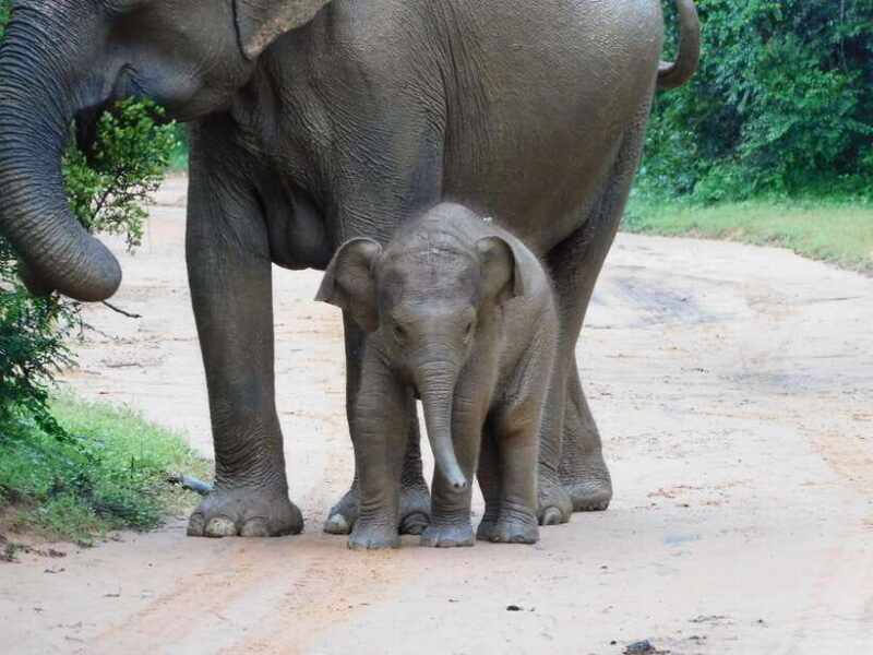 Udawalawe Safari Tour from Hambantota Port (Shore Excursion) - A Detailed Look at the Udawalawe Safari Experience