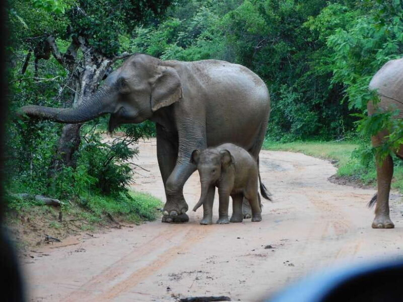 Udawalawe Safari Tour from Hambantota Port (Shore Excursion) - Frequently Asked Questions
