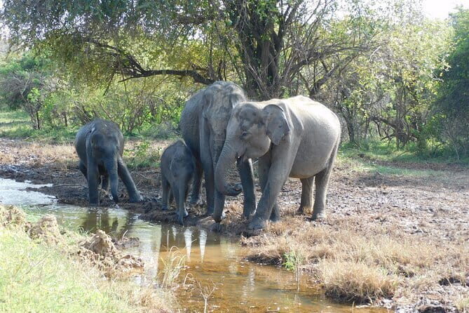 Udawalawe Safari Tour With Baby Elephants From Hambantota Port - Key Points