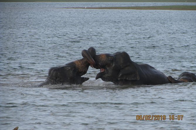 Udawalawe Safari Tour With Baby Elephants From Hambantota Port - FAQ