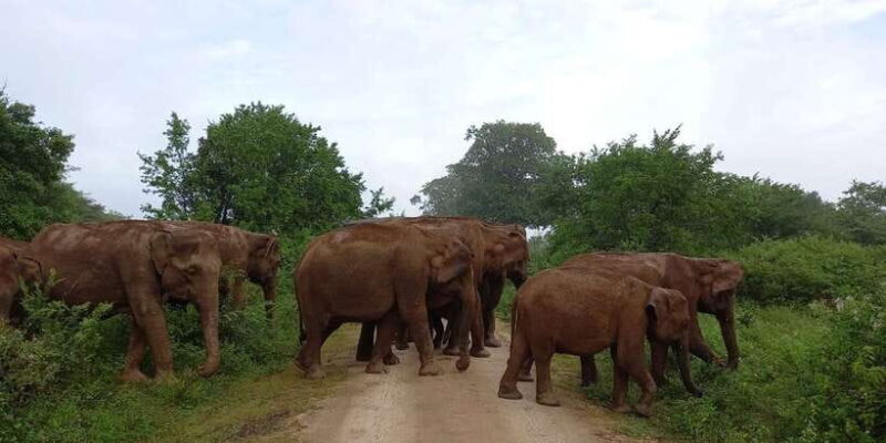 Udawalawe : Udawalawa National Park Half day Safari Tour - Who Should Consider This Safari?