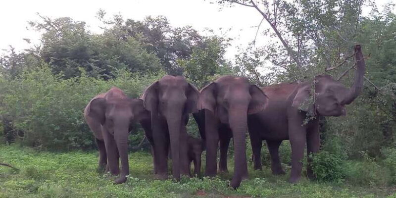 Udawalawe : Udawalawa National Park Half day Safari Tour - FAQs