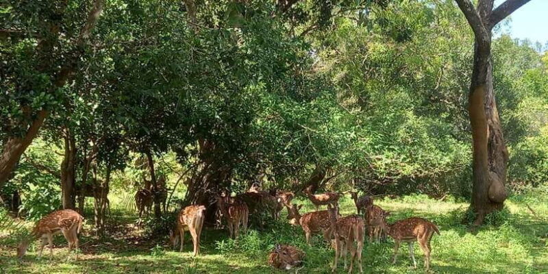 Udawalawe Wild Safari Tours | 10 Hours Safari - Experience Overview: A Full Day in the Wild