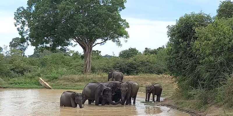 Udawalawe Wild Safari Tours | 10 Hours Safari - Who Will Love This Experience?