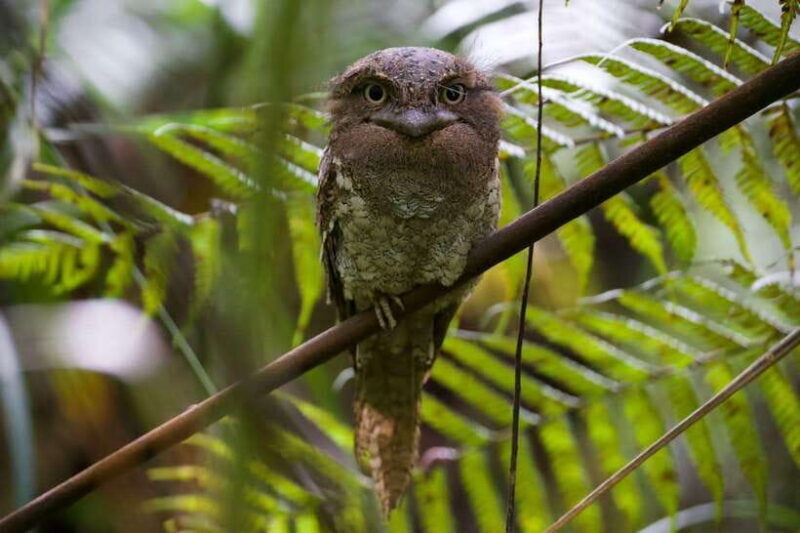 Udawalawe:Sinharaja Day Tour Drop Off Mirissa/Galle/Tangalle - A Closer Look at the Sinharaja Day Tour