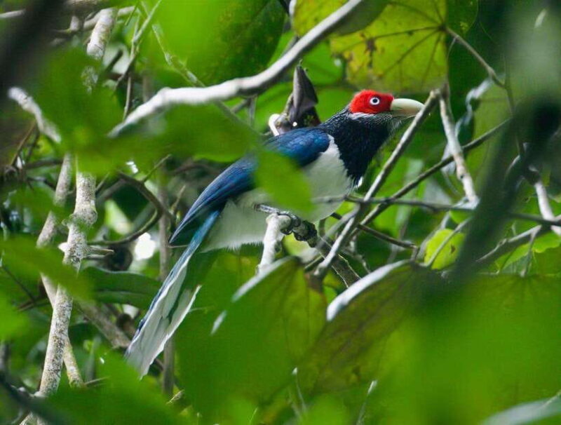 Udawalawe:Sinharaja Day Tour Drop Off Mirissa/Galle/Tangalle - Who Should Consider This Tour?