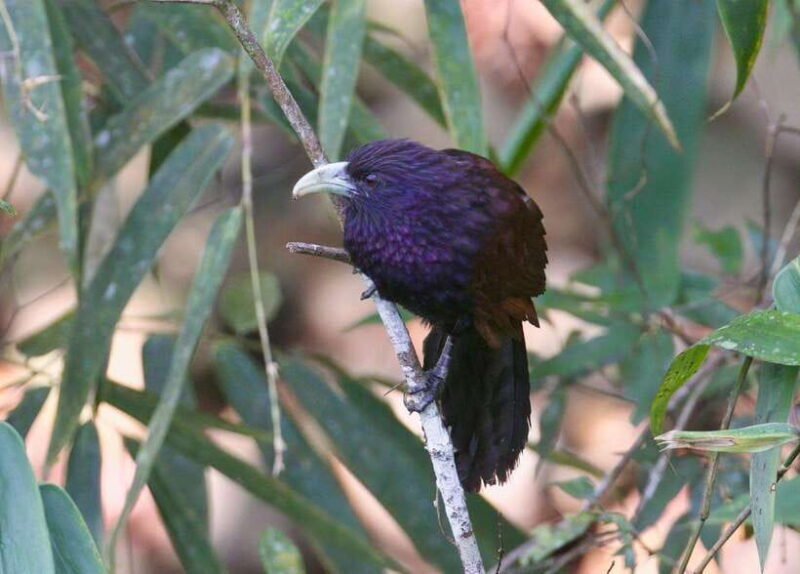 Udawalawe:Sinharaja Day Tour Drop Off Mirissa/Galle/Tangalle - Final Thoughts