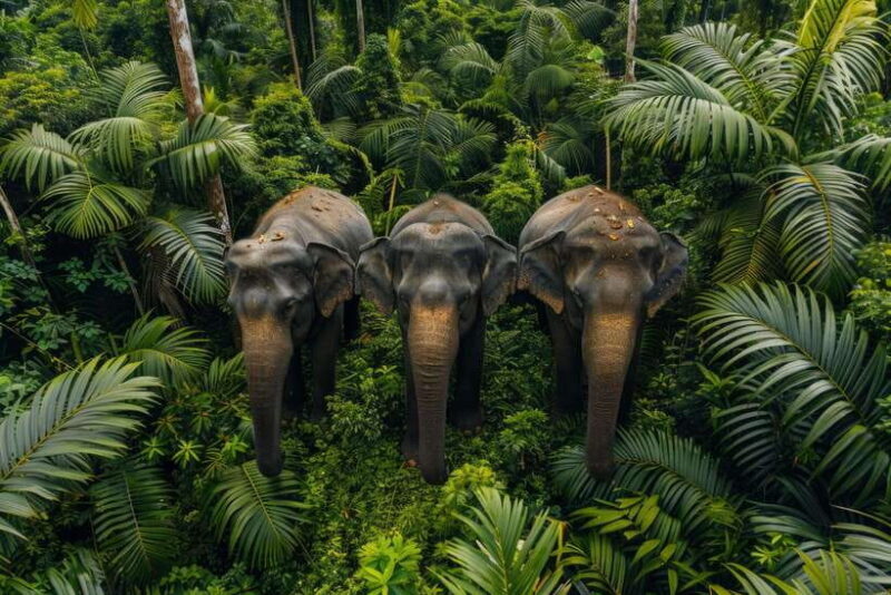 Udawalawe:Tickets Lux Jeep Safari & Elephant Orphanage Visit - Introduction: A Wildlife Escape in Udawalawe Sri Lanka