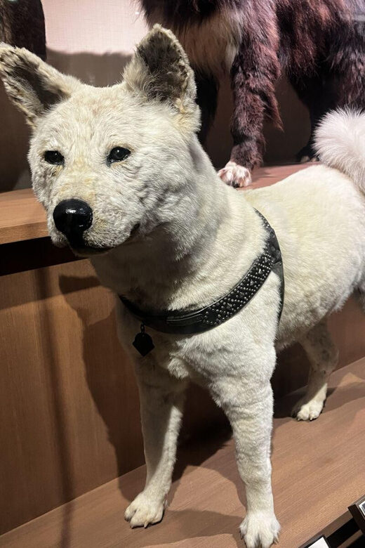 Ueno and Yanaka Day Walking Tour: Culture, Art and Old Tokyo - Key Points