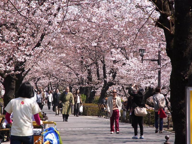 Ueno Park & Ameyoko Shopping Street Half-day Walking & Guided Tour - A park and a shopping street, in one walk