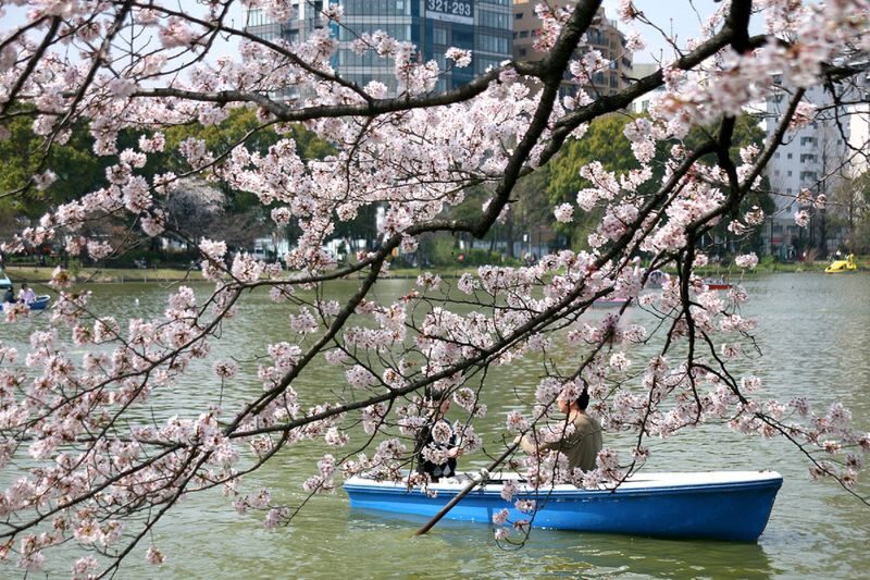 Ueno Park & Ameyoko Shopping Street Half-day Walking & Guided Tour - Ameyoko adds a different side of the day